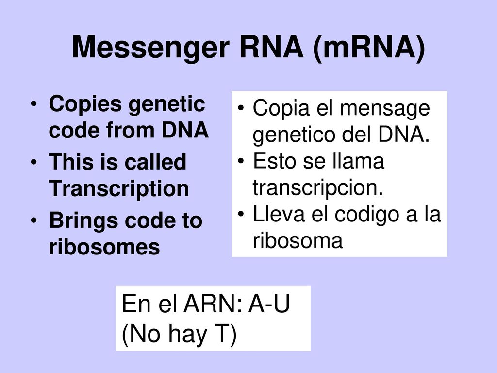 Messenger RNA (mRNA) En el ARN: A-U (No hay T)