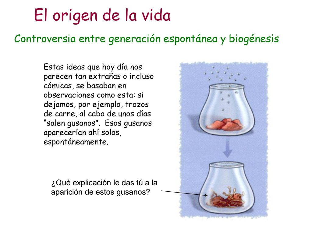 El origen de la vida Controversia entre generación espontánea y biogénesis.