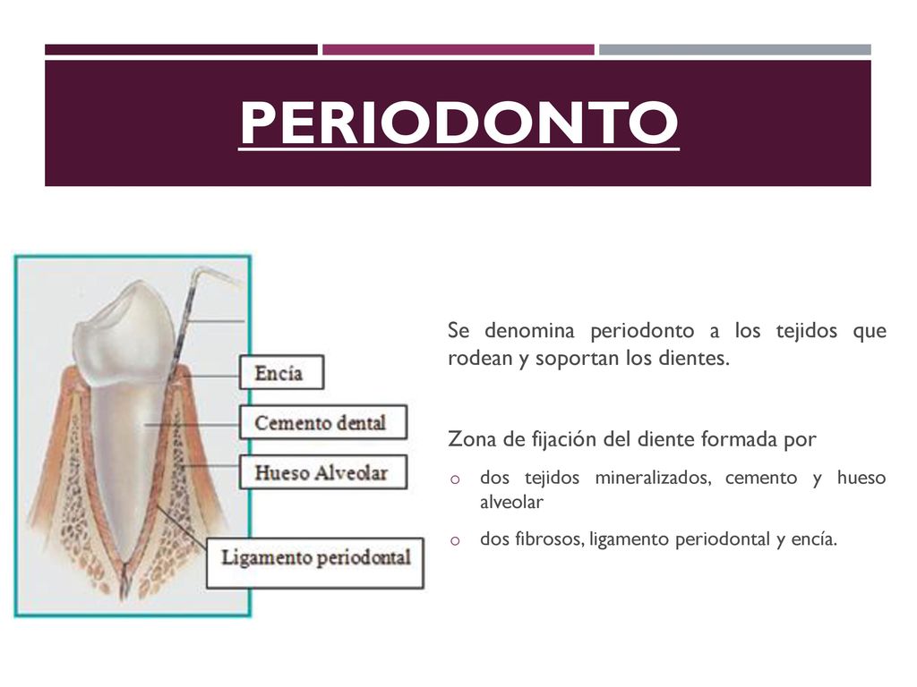 Periodonto Se denomina periodonto a los tejidos que rodean y soportan los dientes. Zona de fijación del diente formada por.