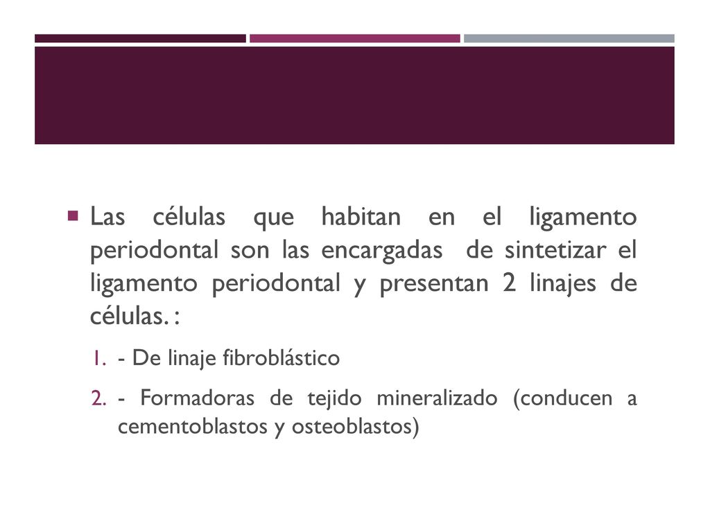 Las células que habitan en el ligamento periodontal son las encargadas de sintetizar el ligamento periodontal y presentan 2 linajes de células. :
