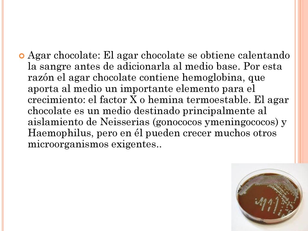 Agar chocolate: El agar chocolate se obtiene calentando la sangre antes de adicionarla al medio base.