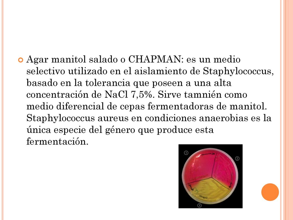 Agar manitol salado o CHAPMAN: es un medio selectivo utilizado en el aislamiento de Staphylococcus, basado en la tolerancia que poseen a una alta concentración de NaCl 7,5%.
