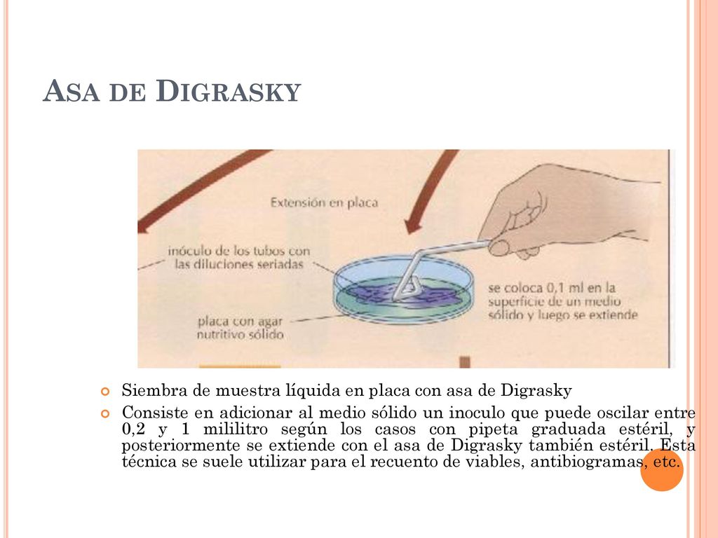 Asa de Digrasky Siembra de muestra líquida en placa con asa de Digrasky.