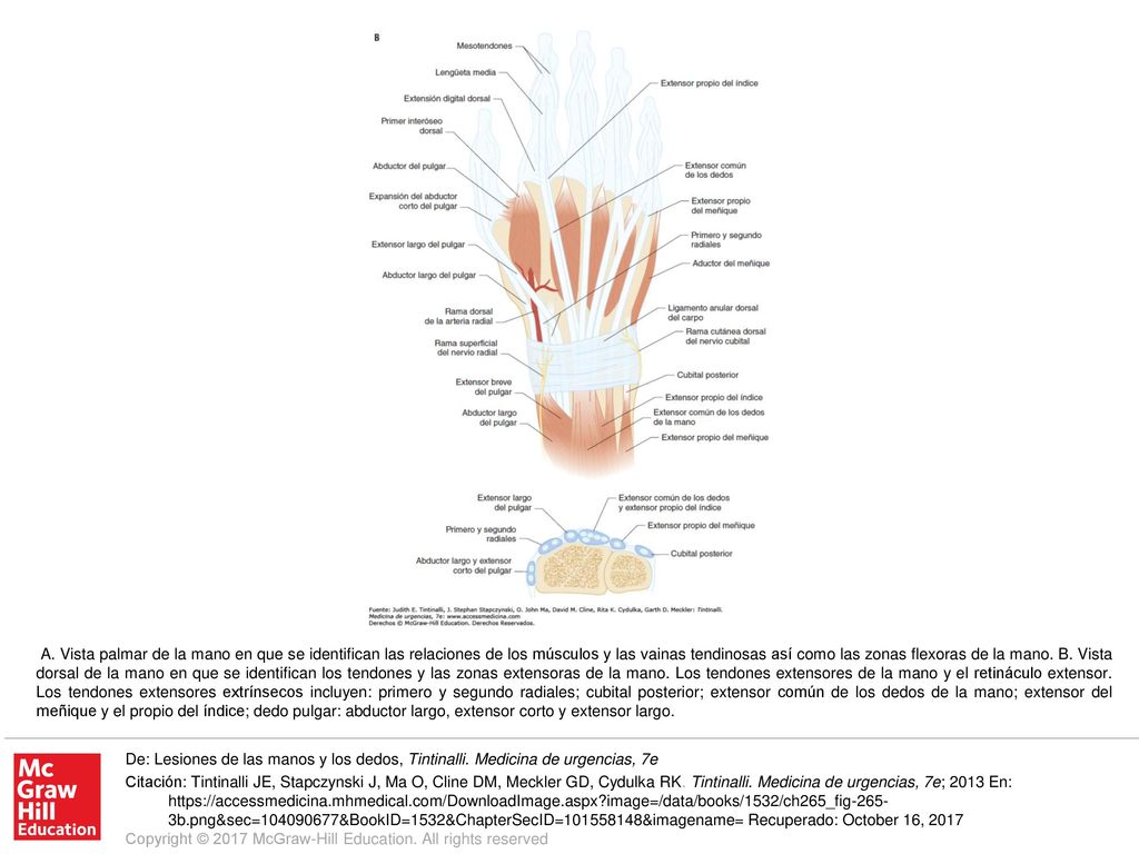 A. Vista palmar de la mano en que se identifican las relaciones de los músculos y las vainas tendinosas así como las zonas flexoras de la mano. B. Vista dorsal de la mano en que se identifican los tendones y las zonas extensoras de la mano. Los tendones extensores de la mano y el retináculo extensor. Los tendones extensores extrínsecos incluyen: primero y segundo radiales; cubital posterior; extensor común de los dedos de la mano; extensor del meñique y el propio del índice; dedo pulgar: abductor largo, extensor corto y extensor largo.
