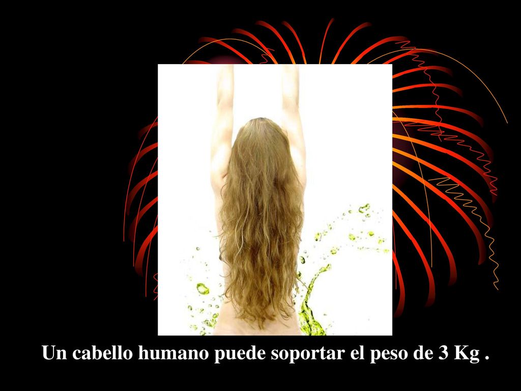 Un cabello humano puede soportar el peso de 3 Kg .