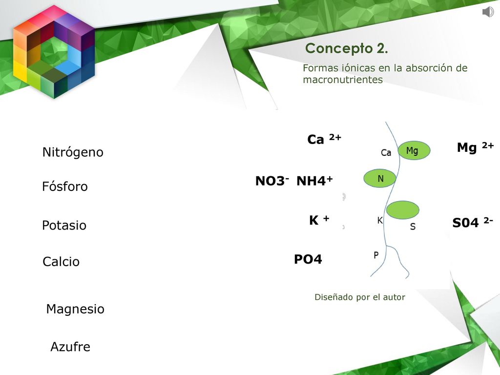 Concepto 2. Ca 2+ Mg 2+ Nitrógeno NO3- NH4+ Fósforo K + S04 2- Potasio
