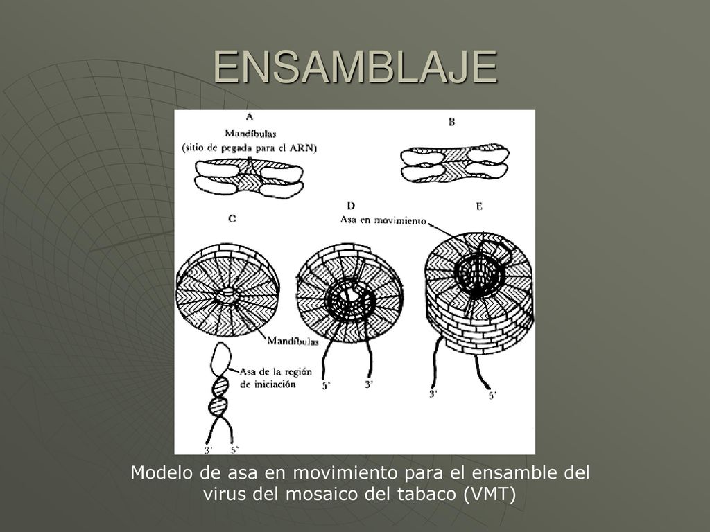 ENSAMBLAJE Modelo de asa en movimiento para el ensamble del