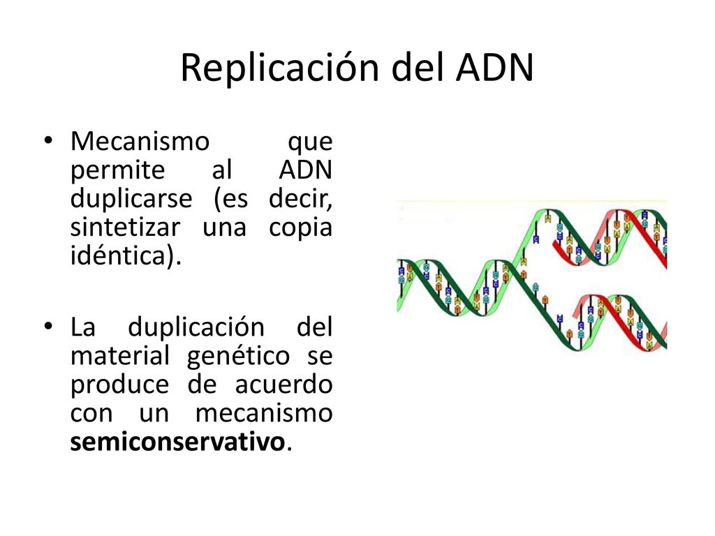 Replicación del ADN Mecanismo que permite al ADN duplicarse (es decir, sintetizar una copia idéntica).
