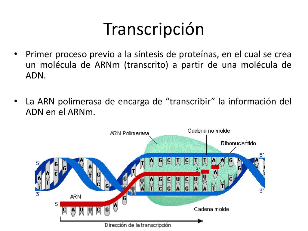 Transcripción Primer proceso previo a la síntesis de proteínas, en el cual se crea un molécula de ARNm (transcrito) a partir de una molécula de ADN.
