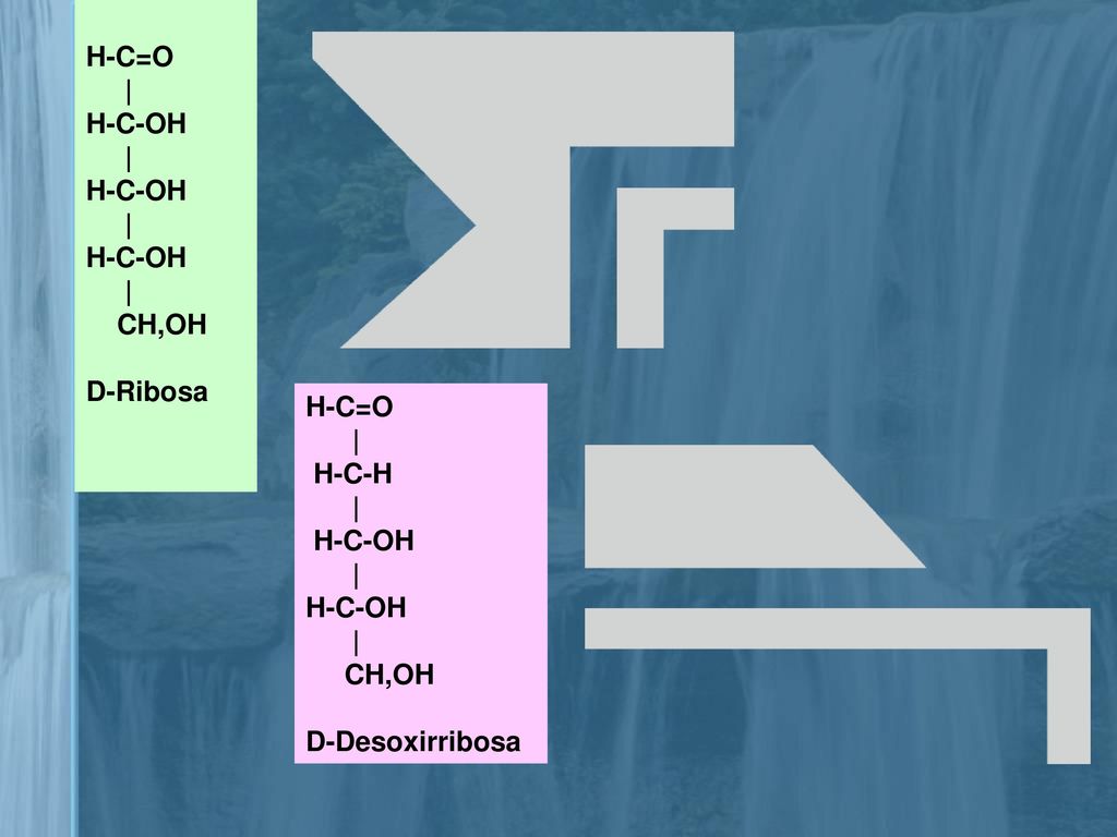 H-C=O | H-C-OH CH,OH D-Ribosa H-C=O | H-C-H H-C-OH CH,OH D-Desoxirribosa