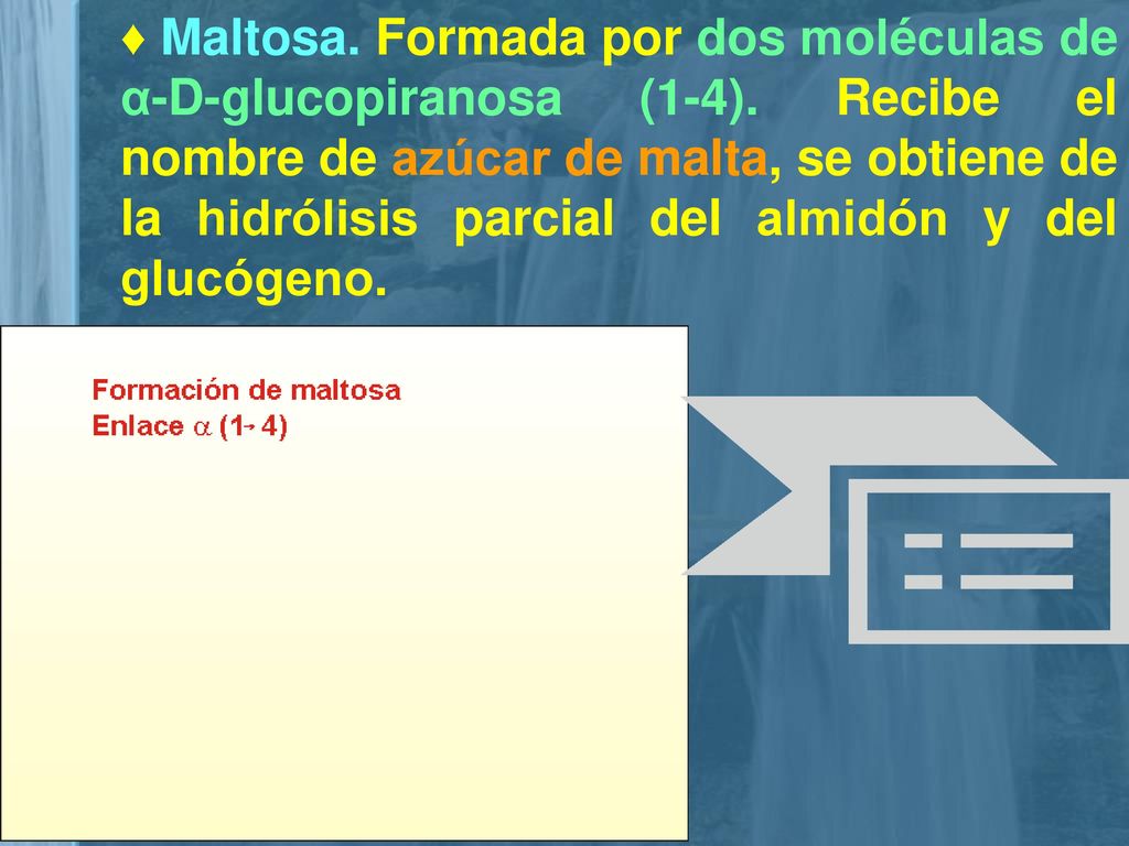 ♦ Maltosa. Formada por dos moléculas de α-D-glucopiranosa (1-4)