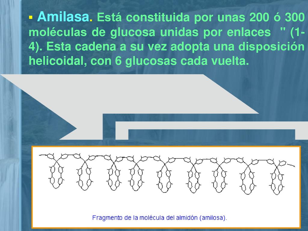 ▪ Amilasa. Está constituida por unas 200 ó 300 moléculas de glucosa unidas por enlaces (1-4).