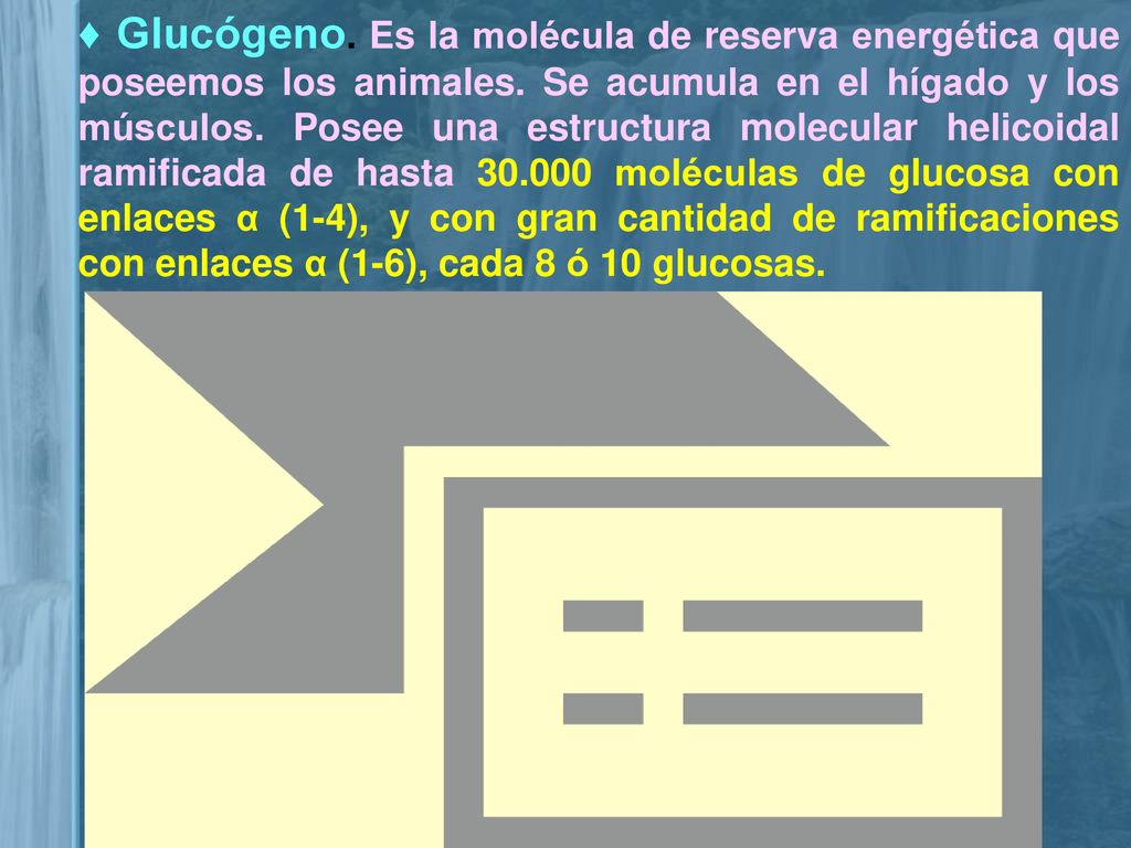 ♦ Glucógeno. Es la molécula de reserva energética que poseemos los animales.