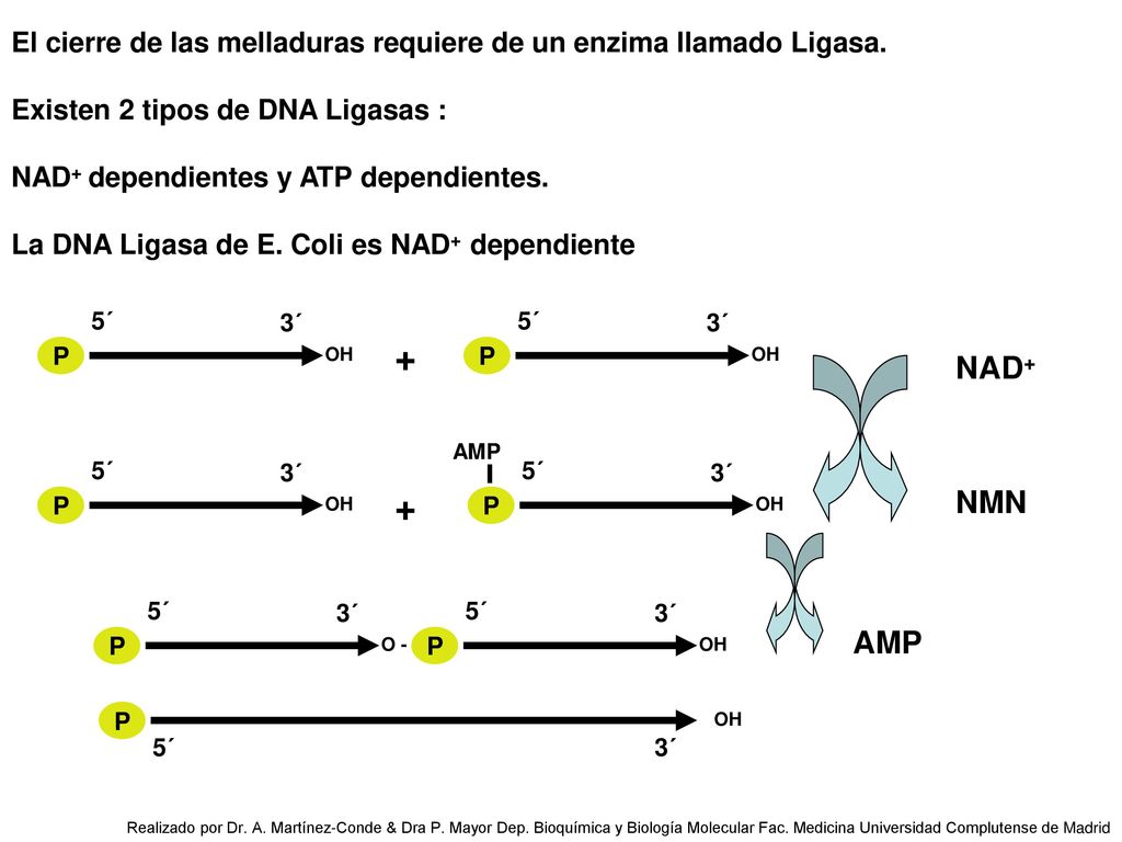El cierre de las melladuras requiere de un enzima llamado Ligasa.