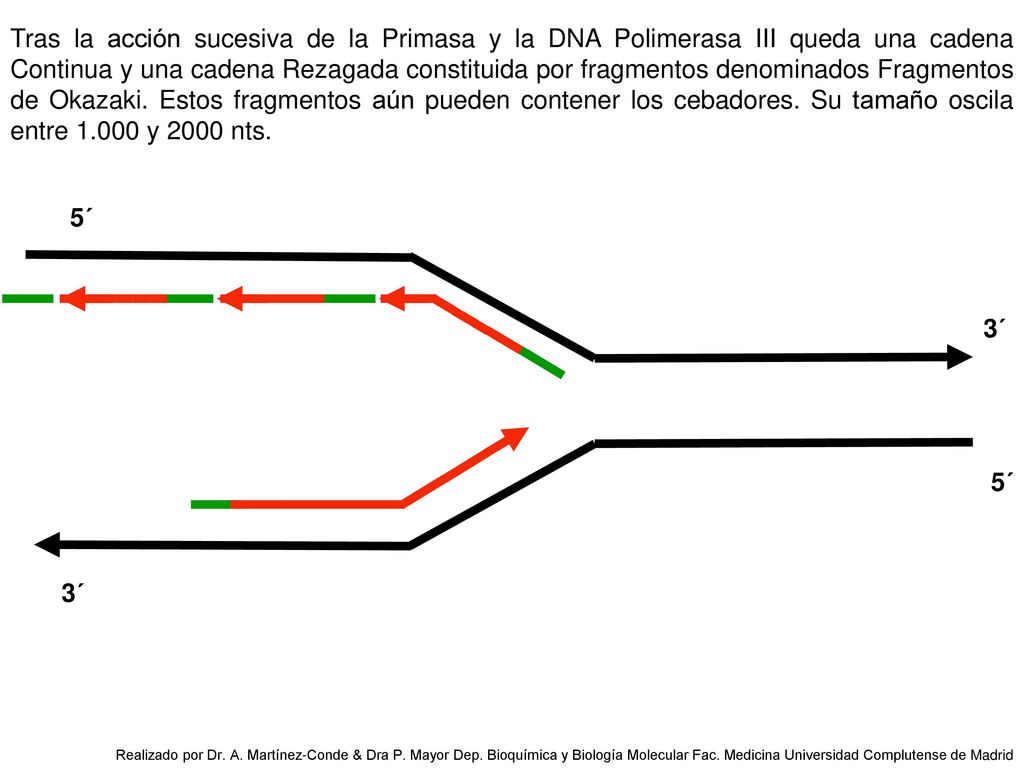 Tras la acción sucesiva de la Primasa y la DNA Polimerasa III queda una cadena Continua y una cadena Rezagada constituida por fragmentos denominados Fragmentos de Okazaki. Estos fragmentos aún pueden contener los cebadores. Su tamaño oscila entre y 2000 nts.