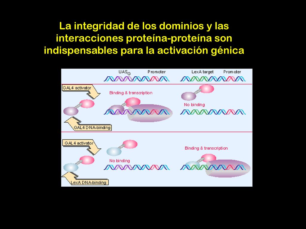 La integridad de los dominios y las interacciones proteína-proteína son indispensables para la activación génica