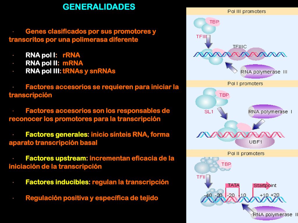 GENERALIDADES · Genes clasificados por sus promotores y transcritos por una polimerasa diferente.