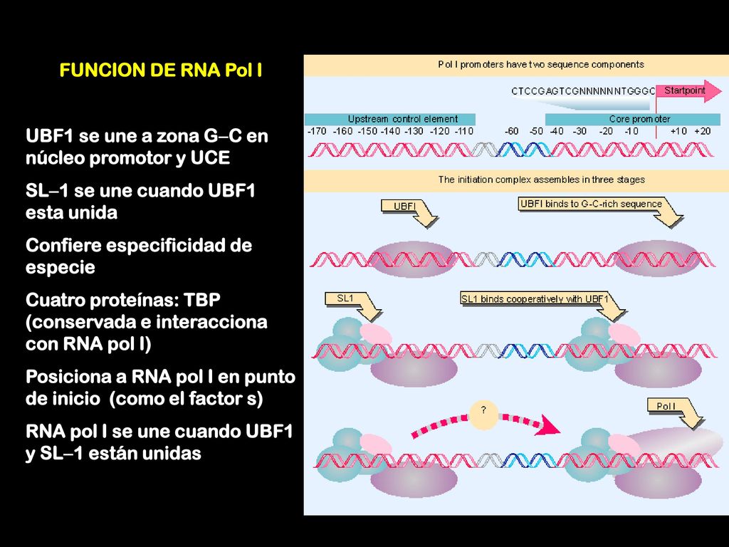 FUNCION DE RNA Pol I UBF1 se une a zona GC en núcleo promotor y UCE. SL1 se une cuando UBF1 esta unida.
