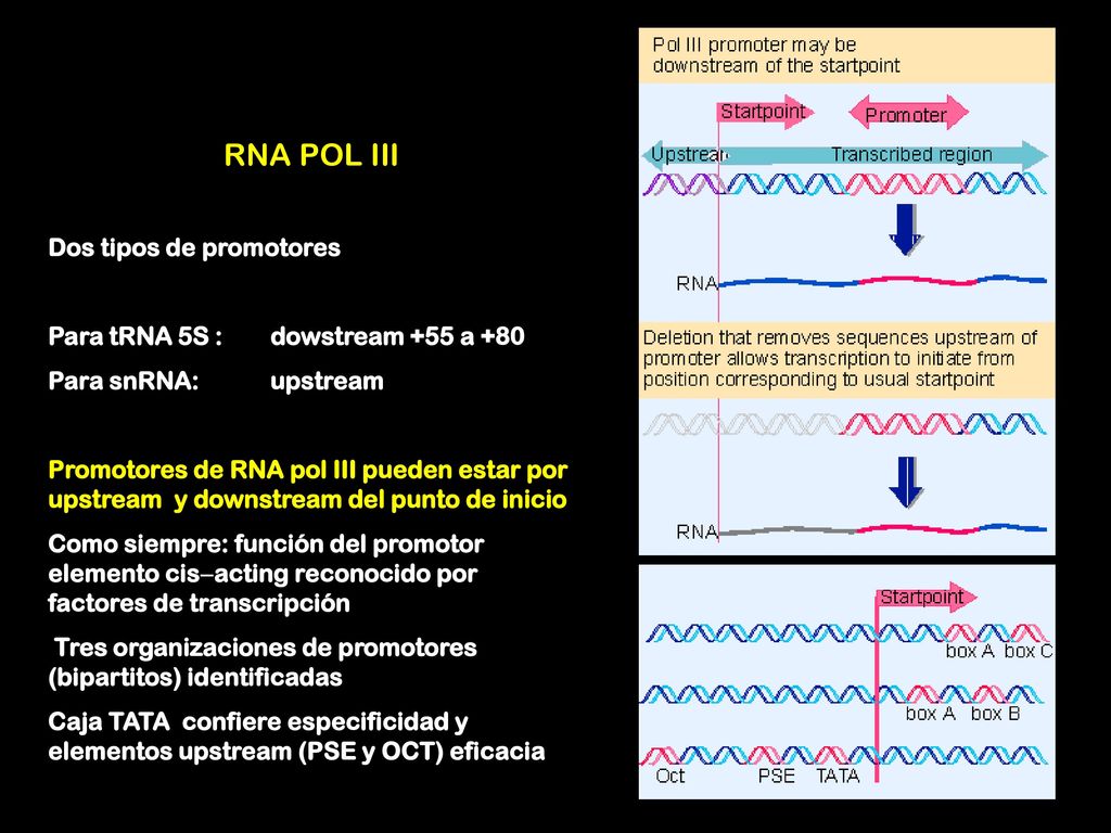 RNA POL III Dos tipos de promotores Para tRNA 5S : dowstream +55 a +80