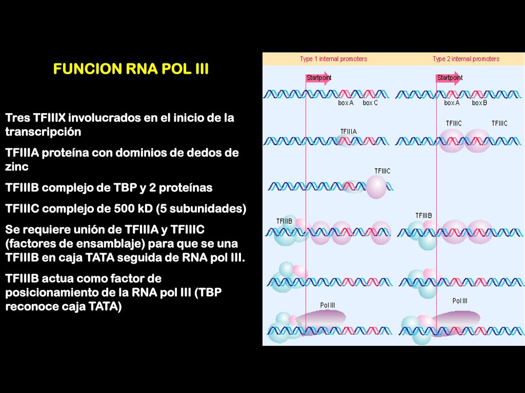 FUNCION RNA POL III Tres TFIIIX involucrados en el inicio de la transcripción. TFIIIA proteína con dominios de dedos de zinc.