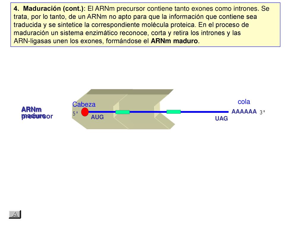 4. Maduración (cont.): El ARNm precursor contiene tanto exones como intrones. Se trata, por lo tanto, de un ARNm no apto para que la información que contiene sea traducida y se sintetice la correspondiente molécula proteica. En el proceso de maduración un sistema enzimático reconoce, corta y retira los intrones y las ARN‑ligasas unen los exones, formándose el ARNm maduro.