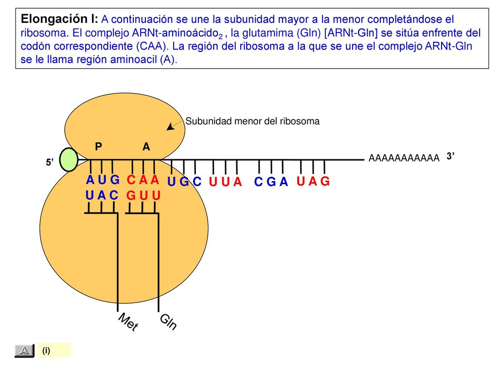 Elongación I: A continuación se une la subunidad mayor a la menor completándose el ribosoma. El complejo ARNt-aminoácido2 , la glutamima (Gln) [ARNt-Gln] se sitúa enfrente del codón correspondiente (CAA). La región del ribosoma a la que se une el complejo ARNt-Gln se le llama región aminoacil (A).