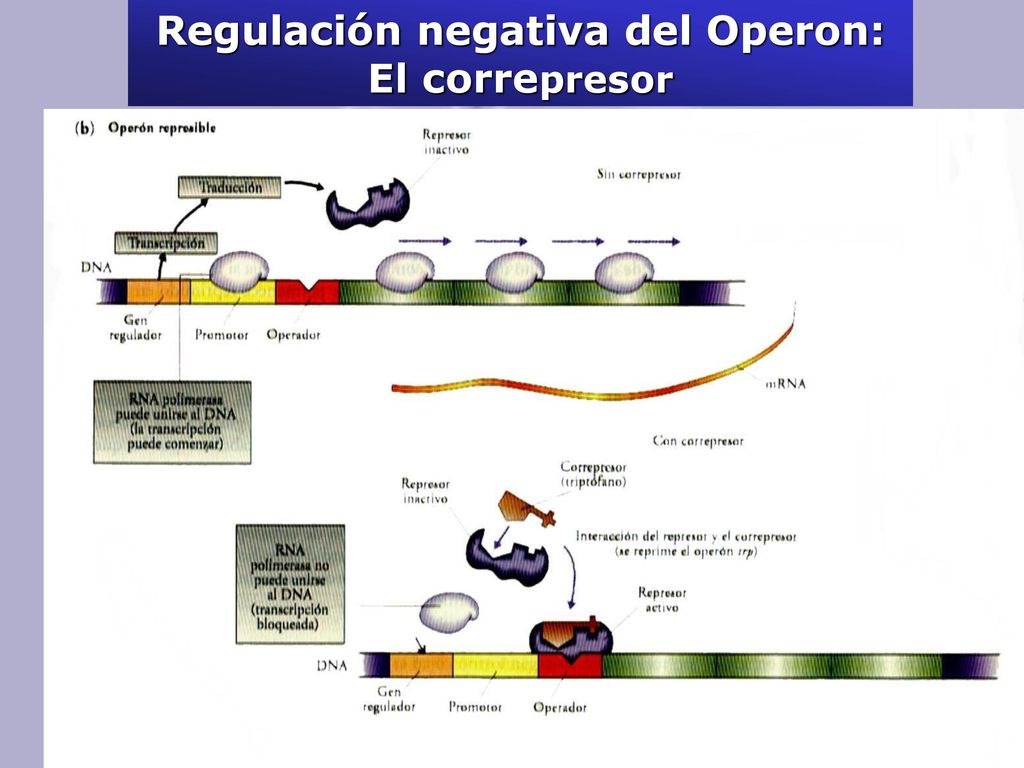 Regulación negativa del Operon: El correpresor