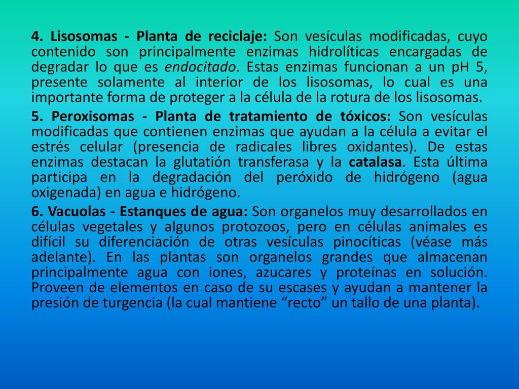 4. Lisosomas - Planta de reciclaje: Son vesículas modificadas, cuyo contenido son principalmente enzimas hidrolíticas encargadas de degradar lo que es endocitado. Estas enzimas funcionan a un pH 5, presente solamente al interior de los lisosomas, lo cual es una importante forma de proteger a la célula de la rotura de los lisosomas.