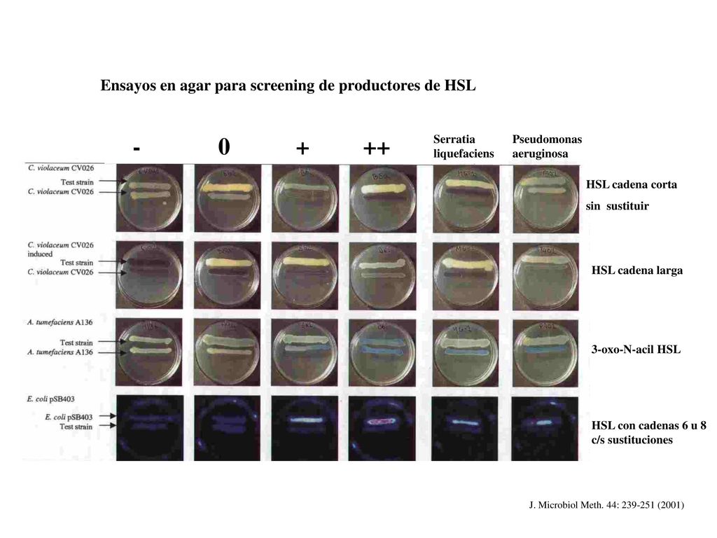 Ensayos en agar para screening de productores de HSL Serratia