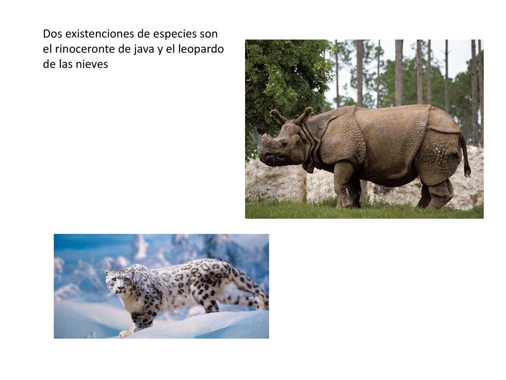 Dos existenciones de especies son el rinoceronte de java y el leopardo de las nieves
