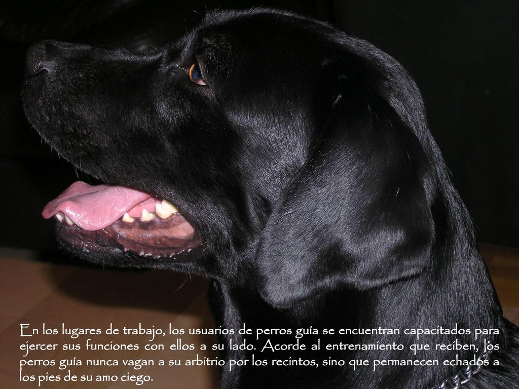 En los lugares de trabajo, los usuarios de perros guía se encuentran capacitados para ejercer sus funciones con ellos a su lado.