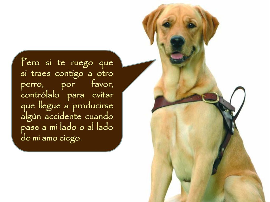 Pero si te ruego que si traes contigo a otro perro, por favor, contrólalo para evitar que llegue a producirse algún accidente cuando pase a mi lado o al lado de mi amo ciego.