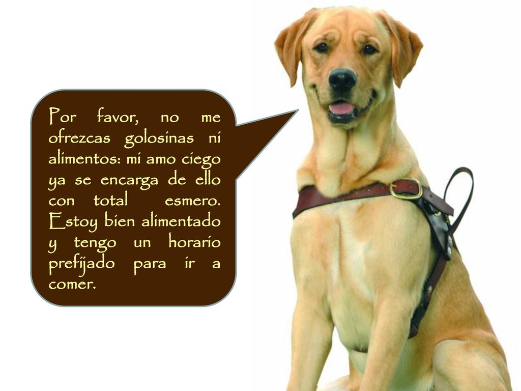 Por favor, no me ofrezcas golosinas ni alimentos: mi amo ciego ya se encarga de ello con total esmero.
