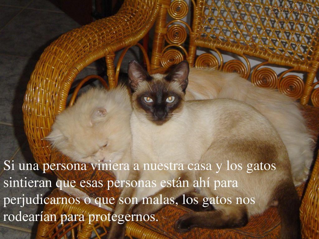 Si una persona viniera a nuestra casa y los gatos sintieran que esas personas están ahí para perjudicarnos o que son malas, los gatos nos rodearían para protegernos.