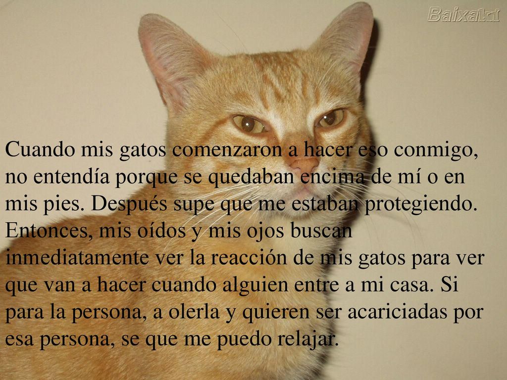 Cuando mis gatos comenzaron a hacer eso conmigo, no entendía porque se quedaban encima de mí o en mis pies.