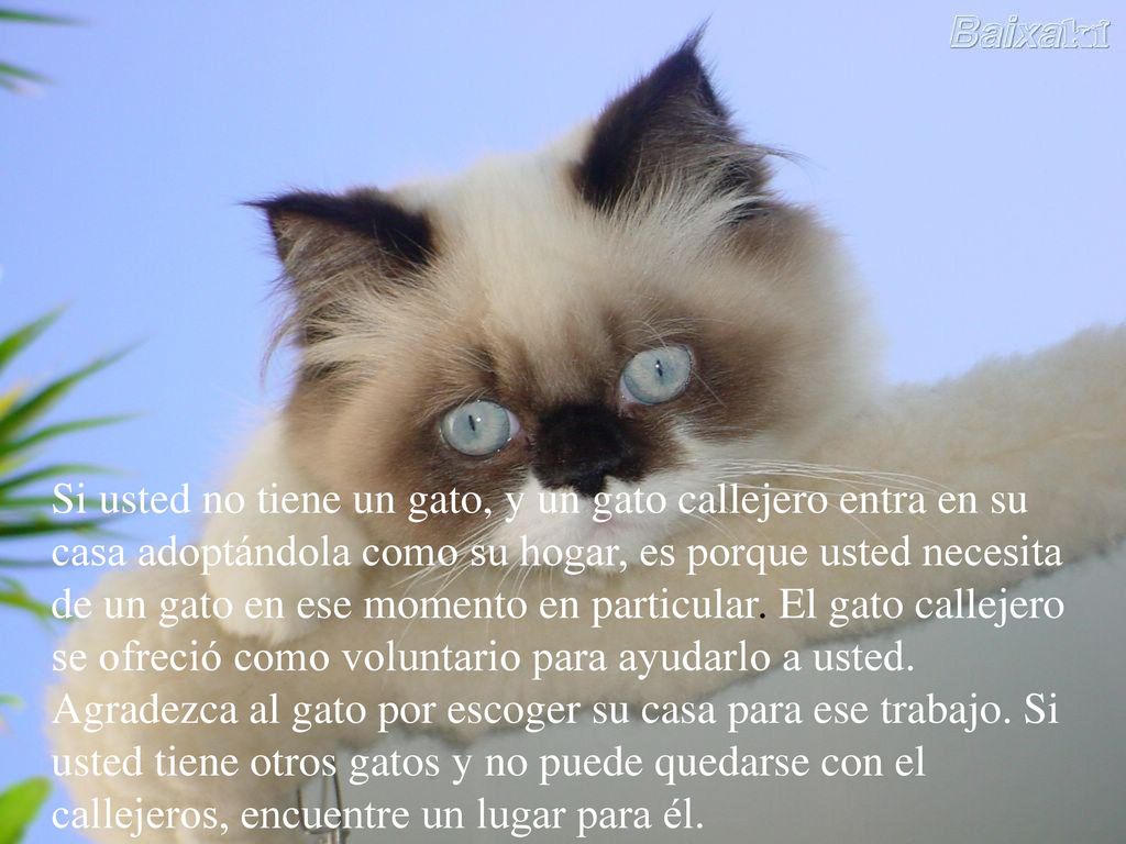 Si usted no tiene un gato, y un gato callejero entra en su casa adoptándola como su hogar, es porque usted necesita de un gato en ese momento en particular.