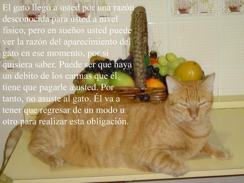 El gato llegó a usted por una razón desconocida para usted a nivel físico, pero en sueños usted puede ver la razón del aparecimiento del gato en ese momento, por si quisiera saber.