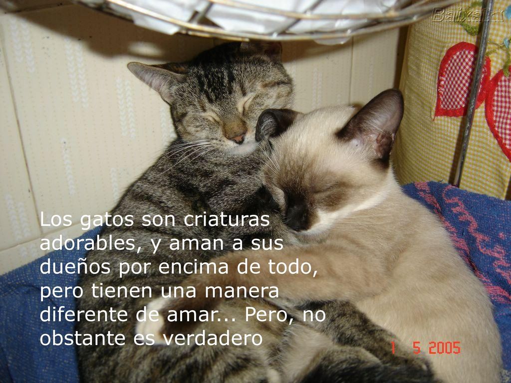 Los gatos son criaturas adorables, y aman a sus dueños por encima de todo, pero tienen una manera diferente de amar...