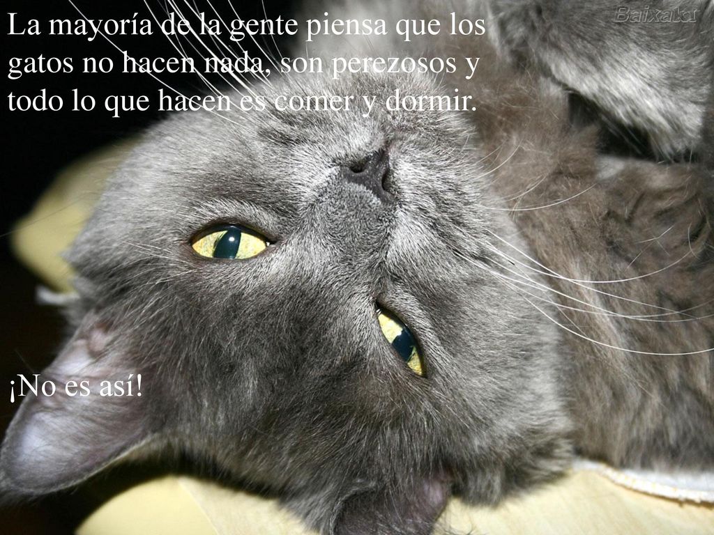 La mayoría de la gente piensa que los gatos no hacen nada, son perezosos y todo lo que hacen es comer y dormir.
