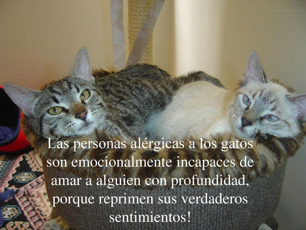 Las personas alérgicas a los gatos son emocionalmente incapaces de amar a alguien con profundidad, porque reprimen sus verdaderos sentimientos!