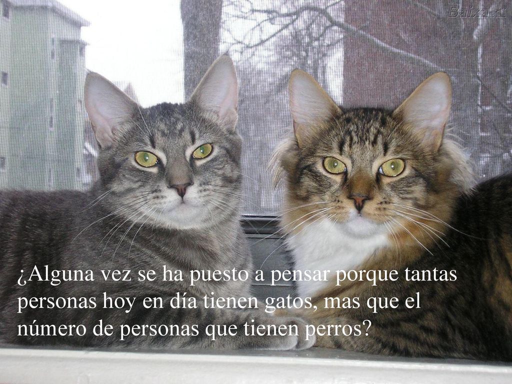 ¿Alguna vez se ha puesto a pensar porque tantas personas hoy en día tienen gatos, mas que el número de personas que tienen perros