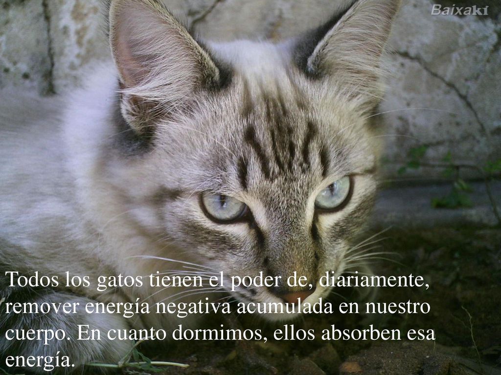 Todos los gatos tienen el poder de, diariamente, remover energía negativa acumulada en nuestro cuerpo.