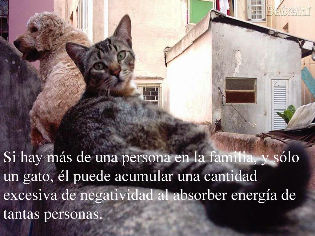 Si hay más de una persona en la familia, y sólo un gato, él puede acumular una cantidad excesiva de negatividad al absorber energía de tantas personas.