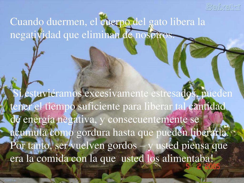 Cuando duermen, el cuerpo del gato libera la negatividad que eliminan de nosotros.