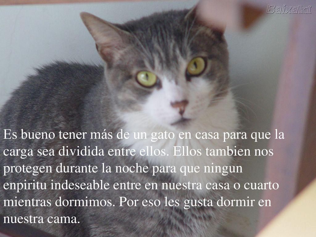 Es bueno tener más de un gato en casa para que la carga sea dividida entre ellos.