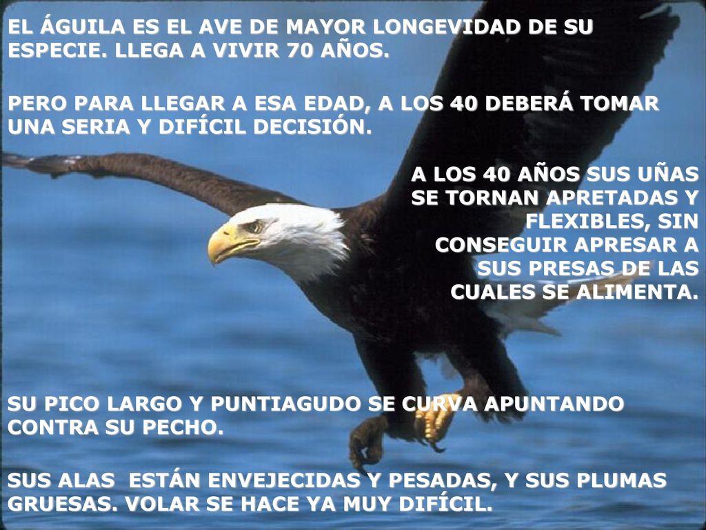 EL ÁGUILA ES EL AVE DE MAYOR LONGEVIDAD DE SU ESPECIE