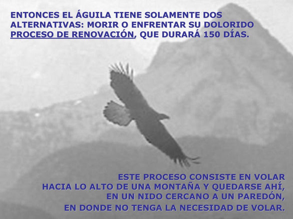 ENTONCES EL ÁGUILA TIENE SOLAMENTE DOS ALTERNATIVAS: MORIR O ENFRENTAR SU DOLORIDO PROCESO DE RENOVACIÓN, QUE DURARÁ 150 DÍAS.