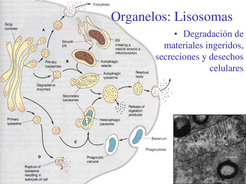 Organelos: Lisosomas Degradación de materiales ingeridos, secreciones y desechos celulares