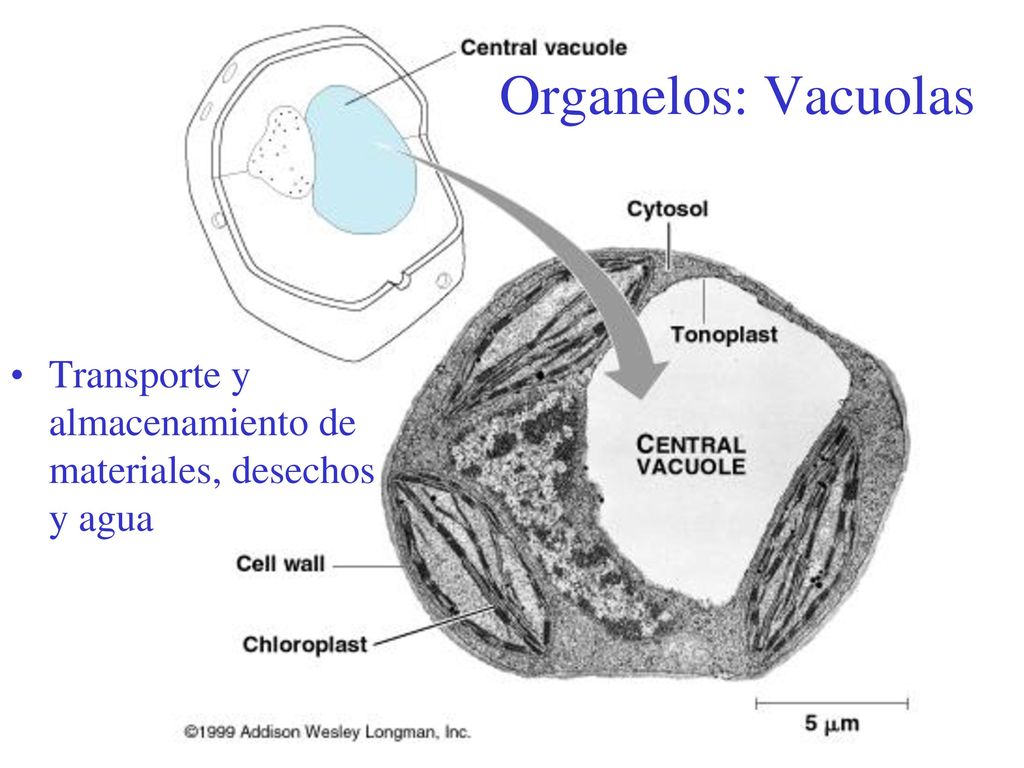 Organelos: Vacuolas Transporte y almacenamiento de materiales, desechos y agua