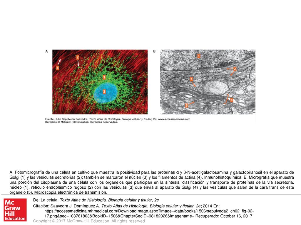 A. Fotomicrografía de una célula en cultivo que muestra la positividad para las proteínas α y β-N-acetilgalactosamina y galactopiranosil en el aparato de Golgi (1) y las vesículas secretorias (2); también se marcaron el núcleo (3) y los filamentos de actina (4). Inmunohistoquímica. B. Micrografía que muestra una porción del citoplasma de una célula con los organelos que participan en la síntesis, clasificación y transporte de proteínas de la vía secretoria, núcleo (1), retículo endoplásmico rugoso (2) con las vesículas (3) que envía al aparato de Golgi (4) y las vesículas que salen de la cara trans de este organelo (5). Microscopia electrónica de transmisión.